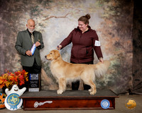 Golden Retriever #15 Sat WD BOW Judge Sam Houston McDonald