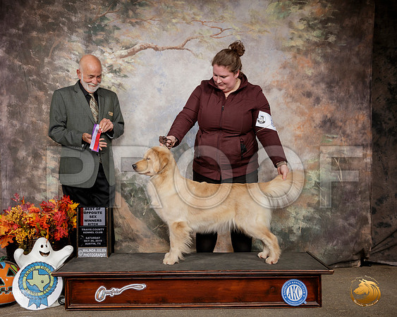 Golden Retriever #8 Sat WD BOS Judge Sam Houston McDonald__SR_1507-Austin2019-HR3