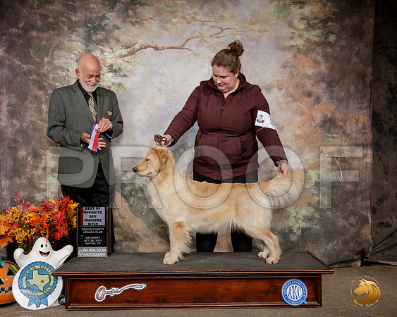 Golden Retriever #8 Sat WD BOS Judge Sam Houston McDonald__SR_1508-Austin2019-HR3