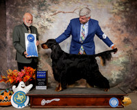 Gordon Setter #7 Sat G1 Judge Sam Houston McDonald