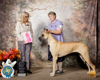 Great Dane #12 Sat OHG1 Judge Helen Dorrence