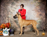 Great Dane #17 Sat WD NCh Judge Hal Beirnann