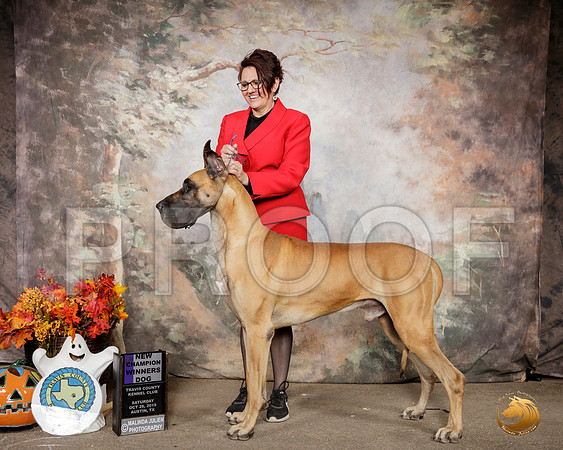 Great Dane #17 Sat WD NCh Judge Hal Beirnann__SR_1405-Austin2019-HR3
