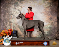 Great Dane #8 Sat BOW Judge Hal Beirmann