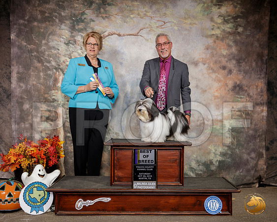 Havanese #5 Sat BOB Judge Cindy Lane__SR_1567-Austin2019-HR3