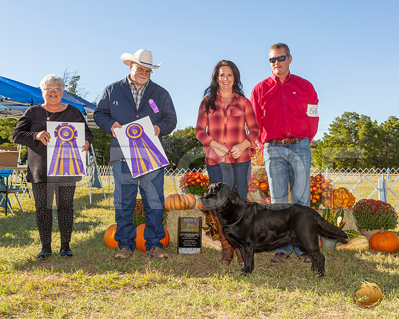 Labrador Retriever #? Sat BISS__JJ_7669-Austin2019-HR3