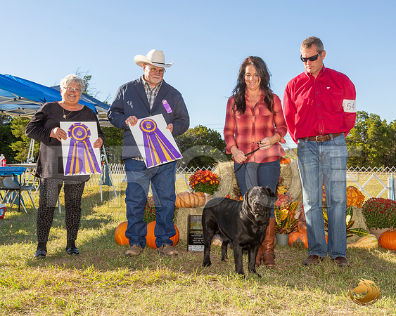 Labrador Retriever #? Sat BISS__JJ_7670-Austin2019-HR3