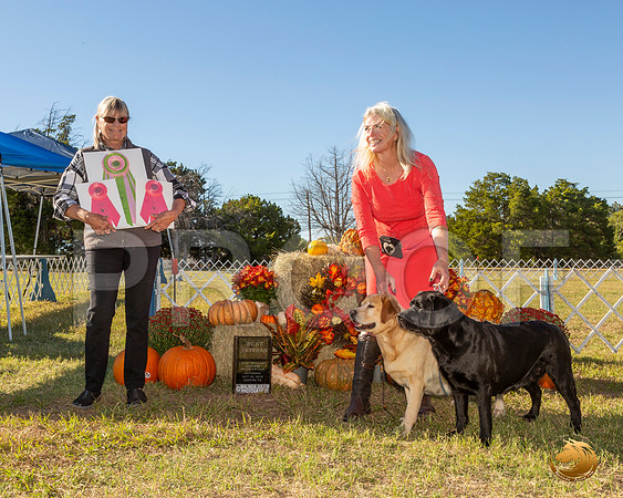 Labrador Retriever #? Sat BVet__JJ_7664-Austin2019-HR3