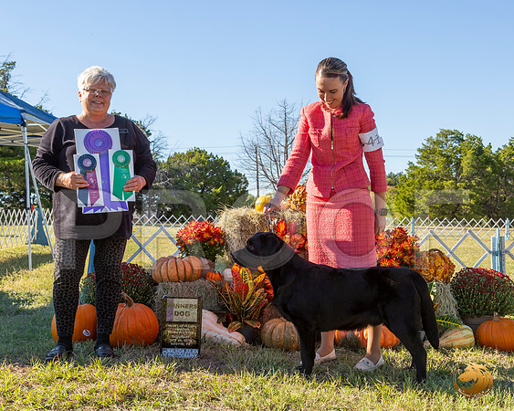 Labrador Retriever #41 Sat WD__JJ_7647-Austin2019-HR3