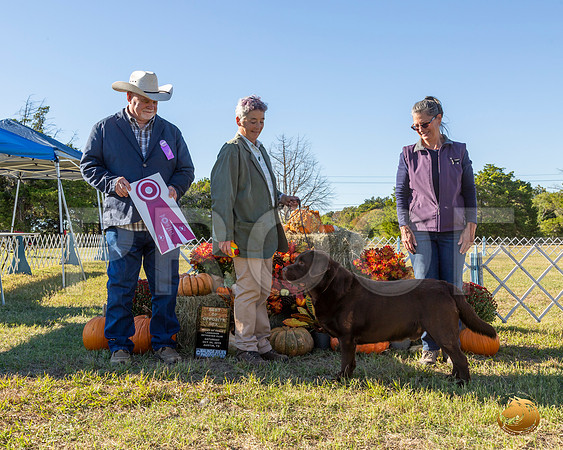 Labrador Retriever #57 Sat BOS__JJ_7661-Austin2019-HR3