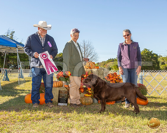 Labrador Retriever #57 Sat BOS__JJ_7662-Austin2019-HR3