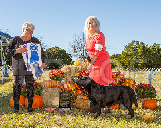 Labrador Retriever #80 Sat WB__JJ_7644-Austin2019-HR3