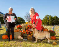Labrador Retriever #82 Sat SB