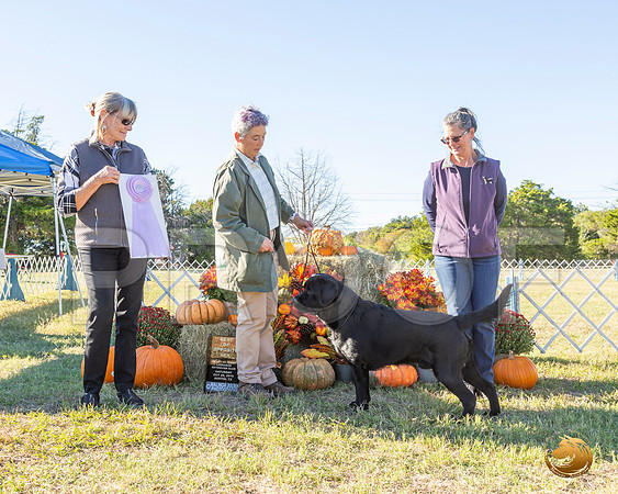 Labrador Retriever Sat BISweeps__JJ_7656-Austin2019-HR3