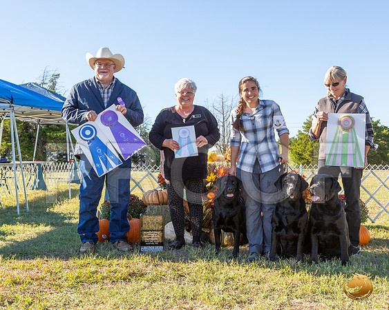 Labrador Retriever Sat BOW__JJ_7649-Austin2019-HR3