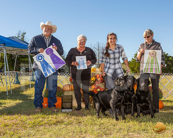 Labrador Retriever Sat BOW__JJ_7651-Austin2019-HR3