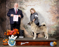 Norwegian Elkhound #5 Sat OHG1 Judge David Kirkland
