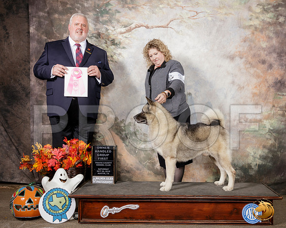 Norwegian Elkhound #5 Sat OHG1 Judge David Kirkland__SR_1683-Austin2019-HR3