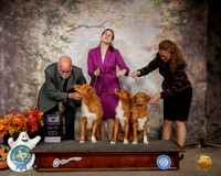 Nova Scotia Duck Tolling Retriever #7 #5 BOB Judge Sam Houston McDonald