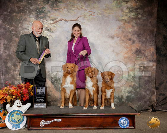 Nova Scotia Duck Tolling Retriever #7 #5 BOB Judge Sam Houston McDonald__SR_1497-Austin2019-HR3