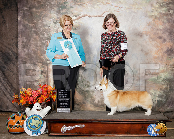 Pembroke Welsh Corgi #5 Sat OHBIS Judge Cindy Lane__SR_1687-Austin2019-HR3