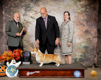 Pembroke Welsh Corgi #6 Sat BOB NGrCh Judge Sam Houston McDonald
