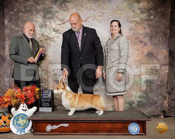 Pembroke Welsh Corgi #6 Sat BOB NGrCh Judge Sam Houston McDonald__SR_1413-Austin2019-HR3