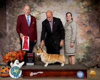 Pembroke Welsh Corgi #6 Sat G2 Judge Sonny Ambrosio
