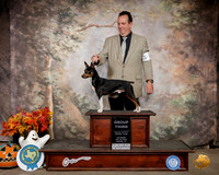 Rat Terrier #5 Sat G3 Judge Robert Shreve