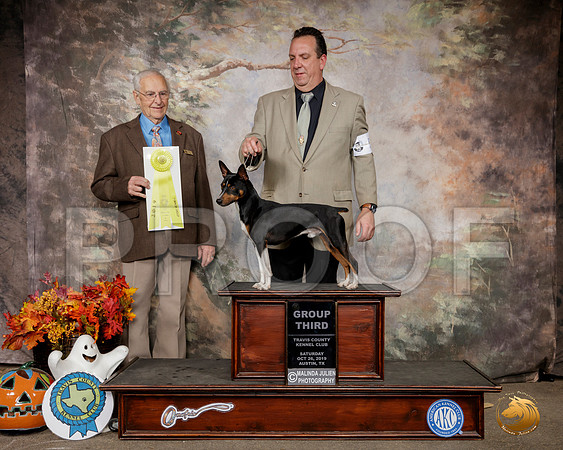 Rat Terrier #5 Sat G3 Judge Robert Shreve__SR_1632-Austin2019-HR3