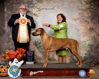 Rhodesian Ridgeback #5 Sat RBIS Judge David Kirkland