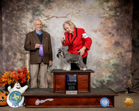 Schnauzer Miniature #16 Sat WB Judge Robert Shreve