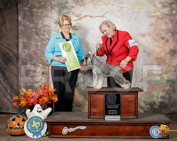 Schnauzer Miniature #9 Sat OHRBIS__SR_1696-Austin2019-HR3