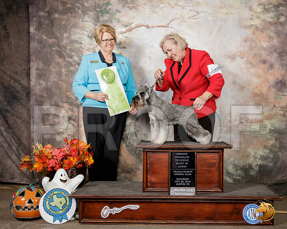 Schnauzer Miniature #9 Sat OHRBIS__SR_1698-Austin2019-HR3