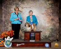 Shih Tzu #8? Sat WB Judge Cindy Lane