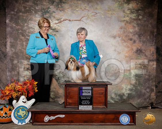 Shih Tzu #8? Sat WB Judge Cindy Lane__SR_1563-Austin2019-HR3