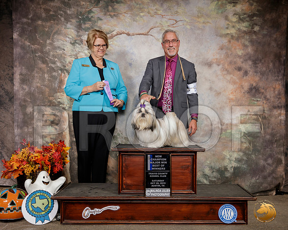 Shih Tzu #9 Sat BOW Judge Cindy Lane__SR_1623-Austin2019-HR3