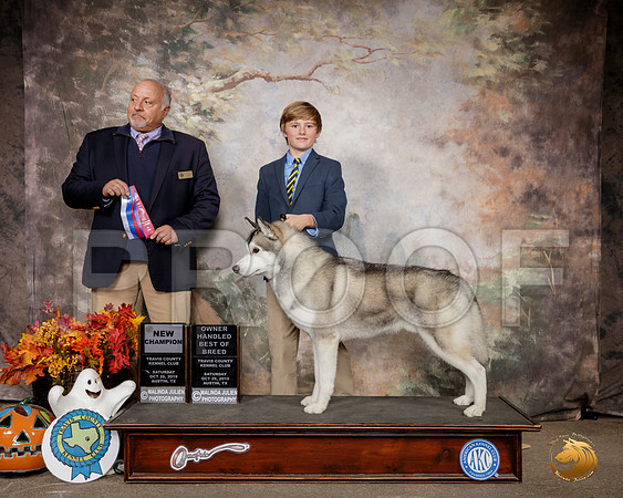 Siberian Husky #9 Sat dBOW BOB OHBOB Judge Hal Biermann__SR_1592-Austin2019-HR3