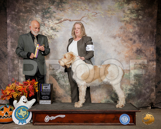 Spinoni Italiani #5 Sat BOB Judge Sam Houston McDonald__SR_1533-Austin2019-HR3