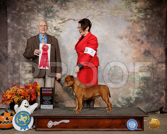 Staffordshire Bull Terrier #5 Sat G2 Judge Robert Schreve__SR_1651-Austin2019-HR3