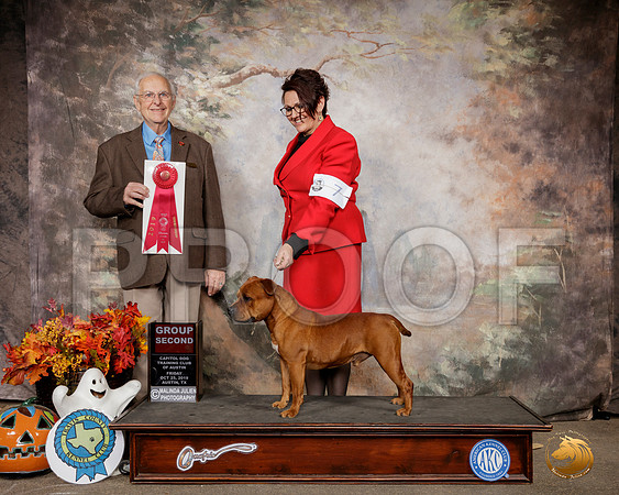 Staffordshire Bull Terrier #5 Sat G2 Judge Robert Schreve__SR_1652-Austin2019-HR3