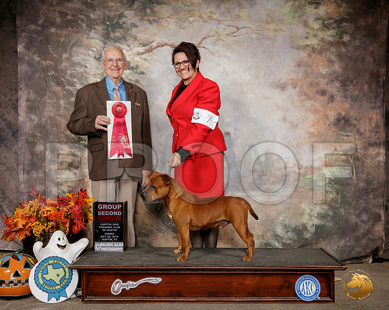 Staffordshire Bull Terrier #5 Sat G2 Judge Robert Schreve__SR_1653-Austin2019-HR3