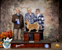 Tibetan Spaniel #11 Sat BOW Maj Judge Robert Shreve