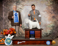 West Highland White Terrier #7 Sat G1 Judge Robert Shreve