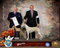 Whippet #7 G3 Judge Hal Biermann