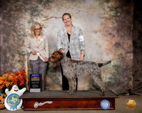 Wirehaired Pointing Griffon #7 Sat BOB Judge Helen Dorrence