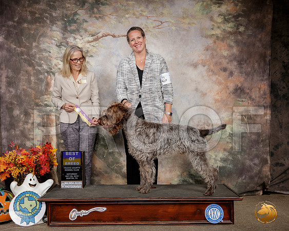 Wirehaired Pointing Griffon #7 Sat BOB Judge Helen Dorrence__SR_1516-Austin2019-HR3