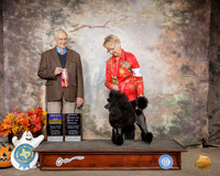 Poodle Miniature #6 Sat BOB OHBOB Judge Robert Shreve