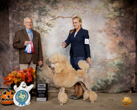 Poodle Std #5 Sat NCh  Judge Sam Houston McDonald