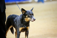 Australian Cattle Dog Am Breed Bitches Fri Ring